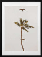Palm Tree Pelican Flight, arte de Del Mundo Imagery con marco