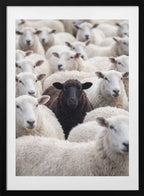 One Black Sheep, arte de Andreas Magnusson con marco