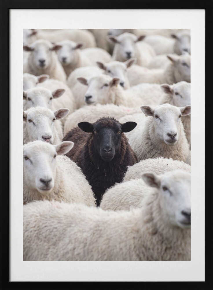 One Black Sheep, arte de Andreas Magnusson con marco