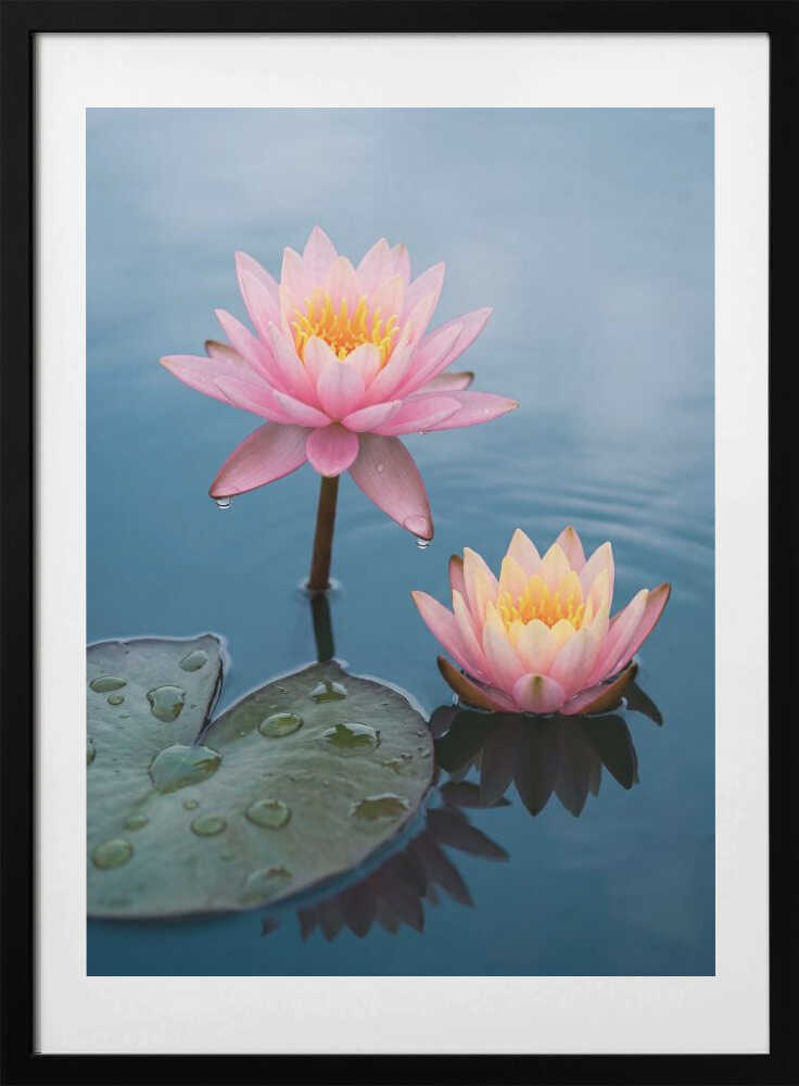 Serene Water Lilies, arte de Andreas Magnusson con marco