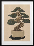 Serene Japanese Bonsai