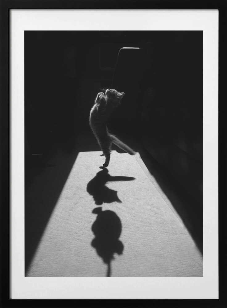 Playful Kitten Shadow, arte de Jure Kravanja con marco