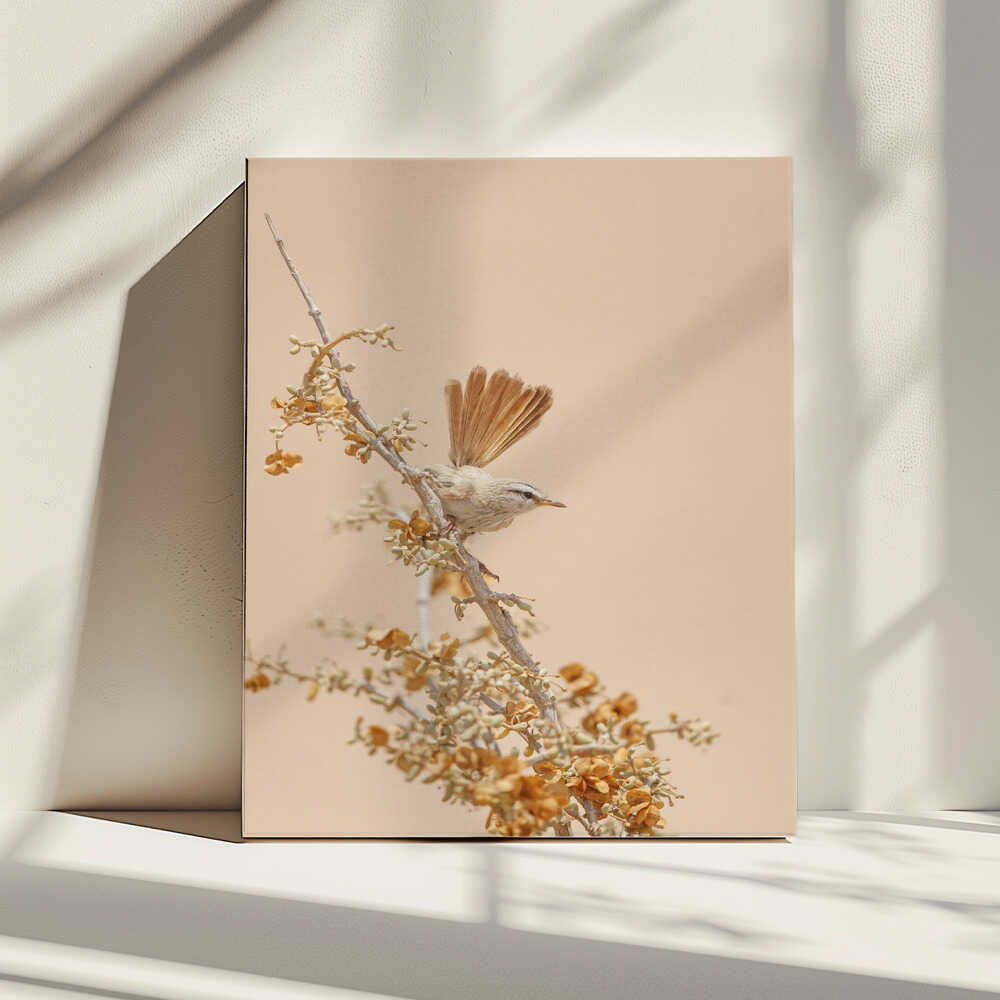 Scrub Warbler, arte de Shlomo Waldmann impreso en canvas