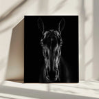 Black Horse Portrait