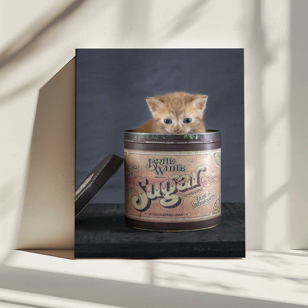 Sweet Kitten In Sugar Tin, arte de Arendina de Jong impreso en canvas