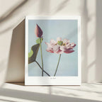 Lotus Flowers, arte de Ogawa Kazumasa impreso en canvas