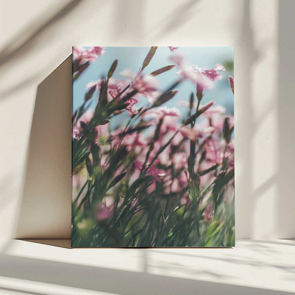Blushing Pink Flowers, arte de Javier Pardina impreso en canvas