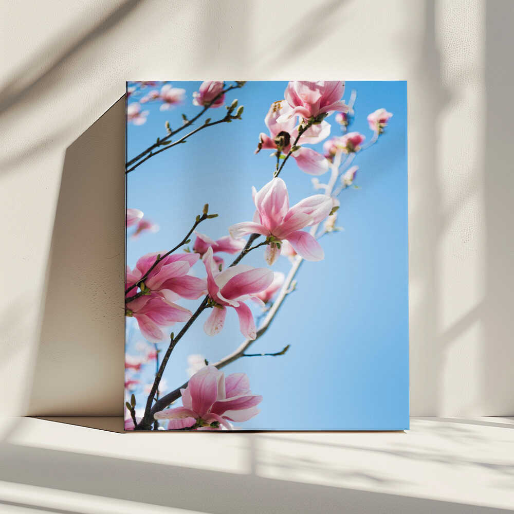 Pink Magnolia Blossoms, arte de Javier Pardina impreso en canvas