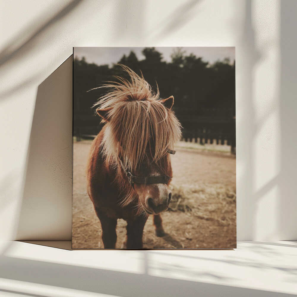 Adorable Shaggy Pony, arte de Javier Pardina impreso en canvas