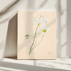 Delicate White Poppies, arte de Mette Rix impreso en canvas