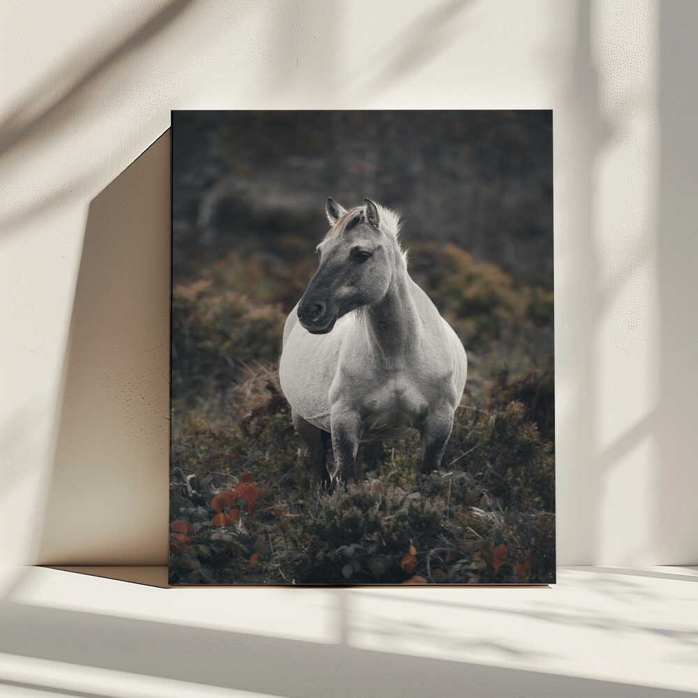 Solitary Wild Horse