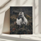 Solitary Wild Horse