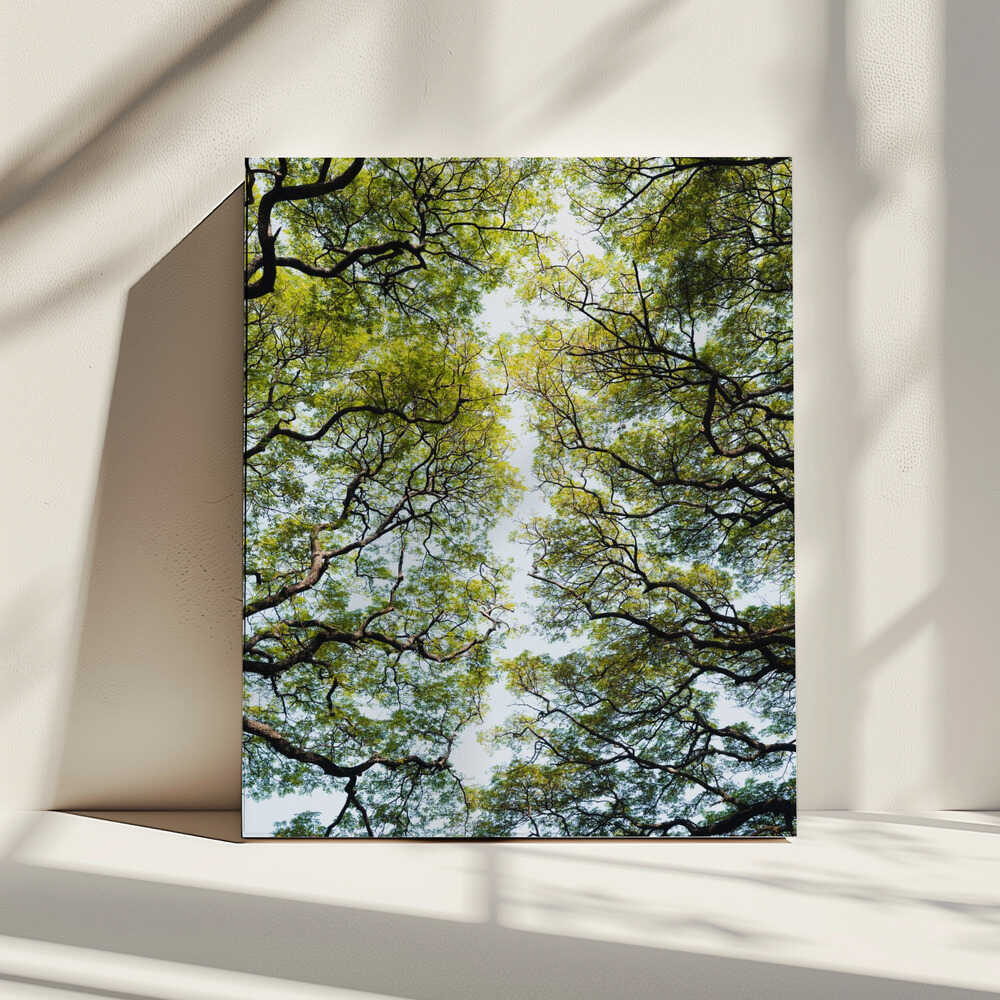 Lush Green Tree Canopy