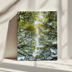Lush Green Tree Canopy