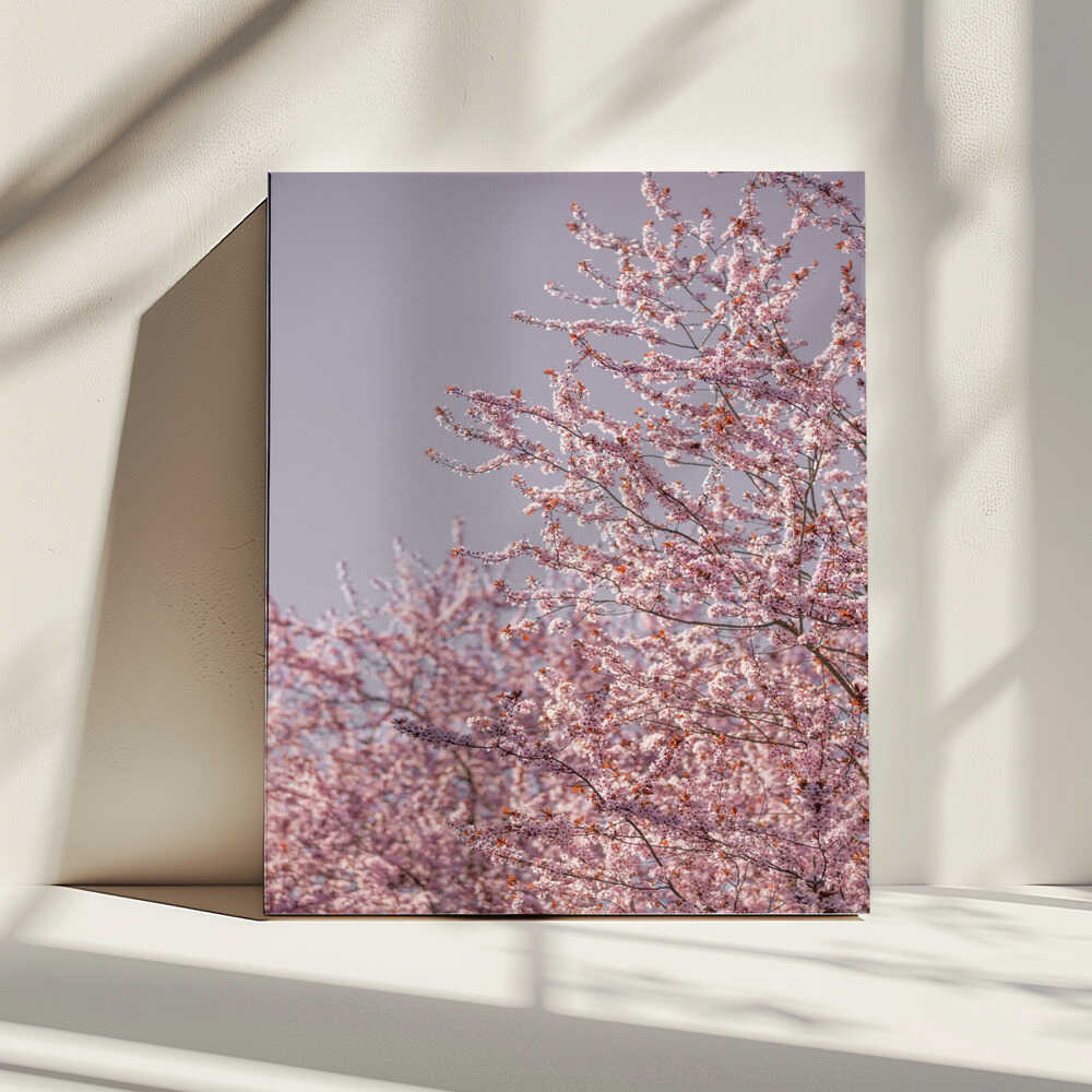Pink Cherry Blossoms, arte de Mareike Böhmer impreso en canvas