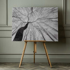 Winding Tree in Mist