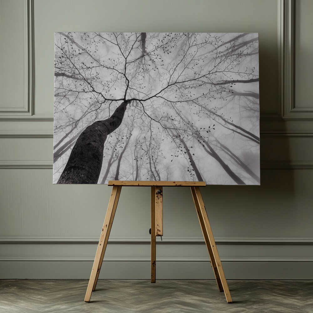 Winding Tree in Mist