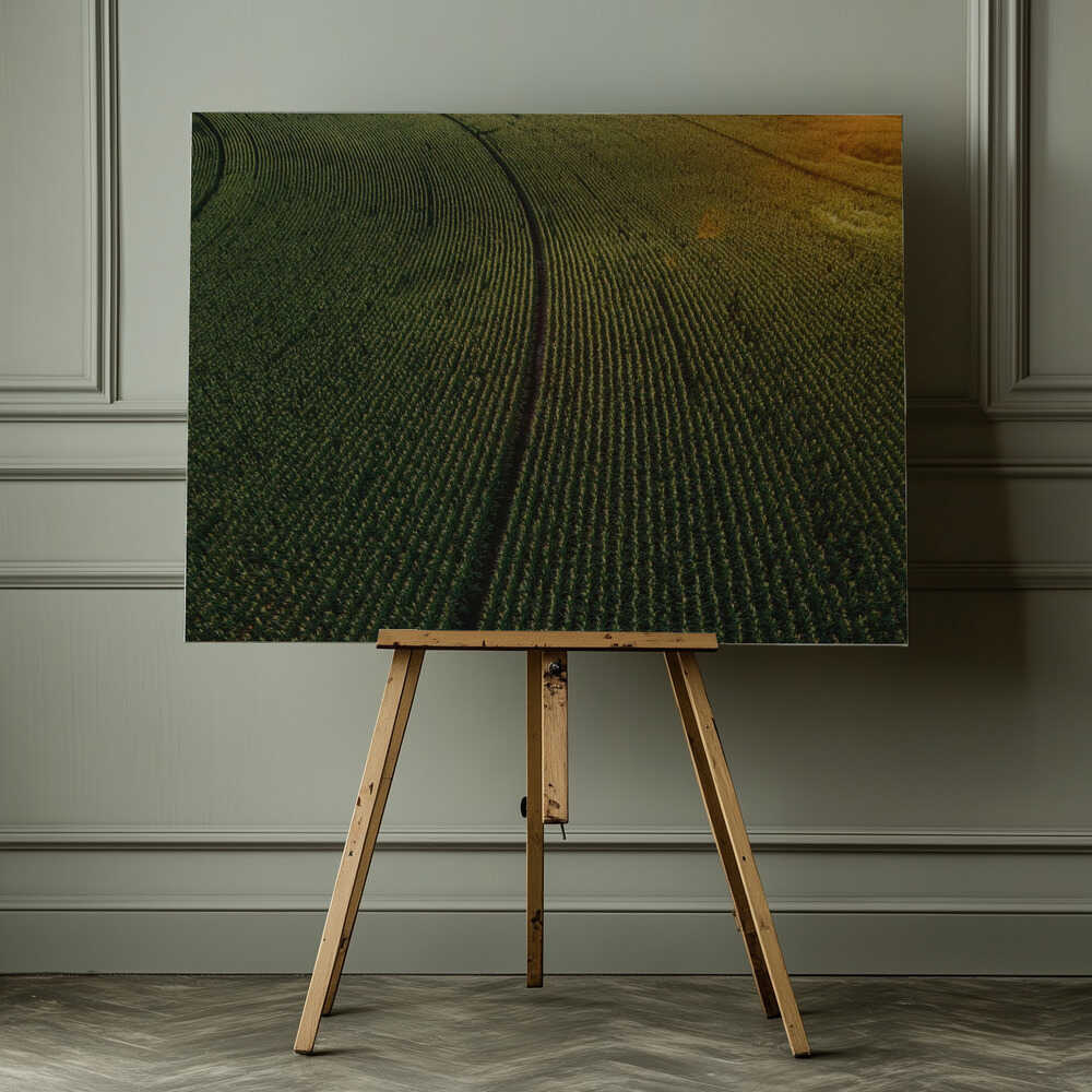 Sunlit Green Crop Rows, arte de Javier Pardina impreso en canvas
