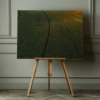 Sunlit Green Crop Rows, arte de Javier Pardina impreso en canvas