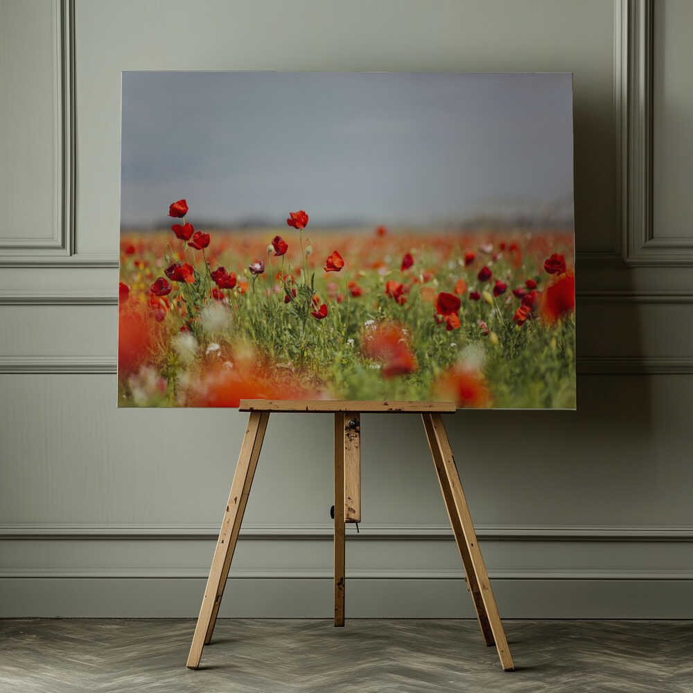 Red Poppy Field, arte de Javier Pardina impreso en canvas
