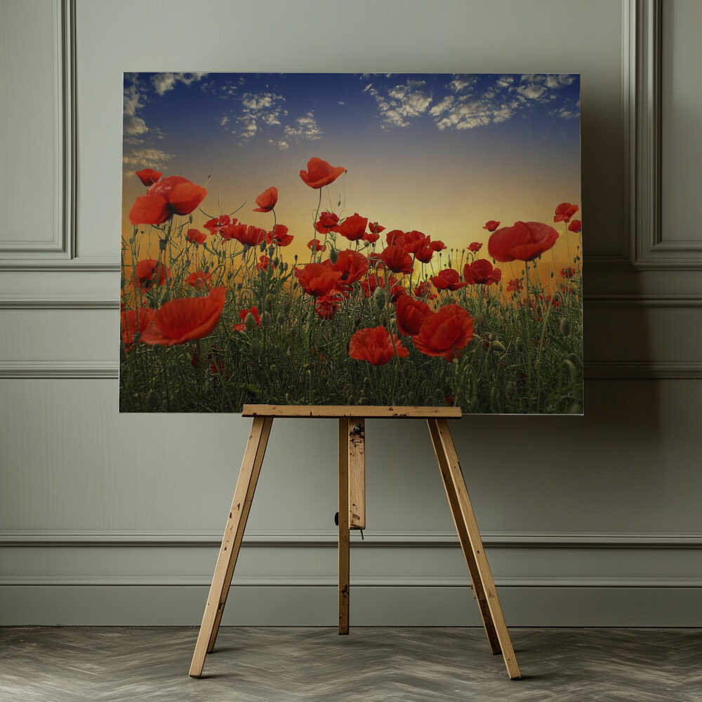 Sunset Poppy Field