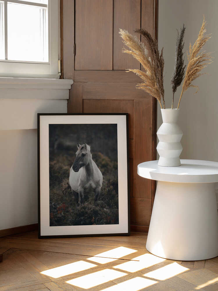 Solitary Wild Horse
